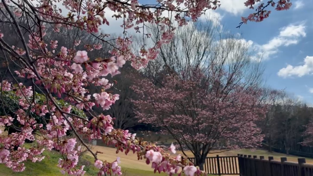 2026/02/26　六分咲き　八幡浜市民スポーツパークの蜂須賀桜　〜愛媛県八幡浜市〜