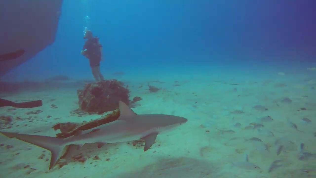 St Maarten Shark - 2/26/26