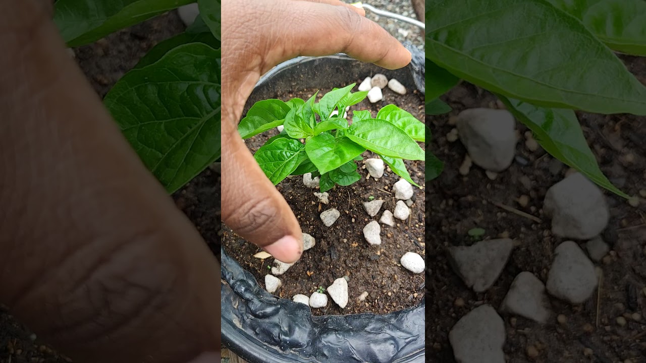 This is How you Increase the Yeild on Your Pepper Plant.
