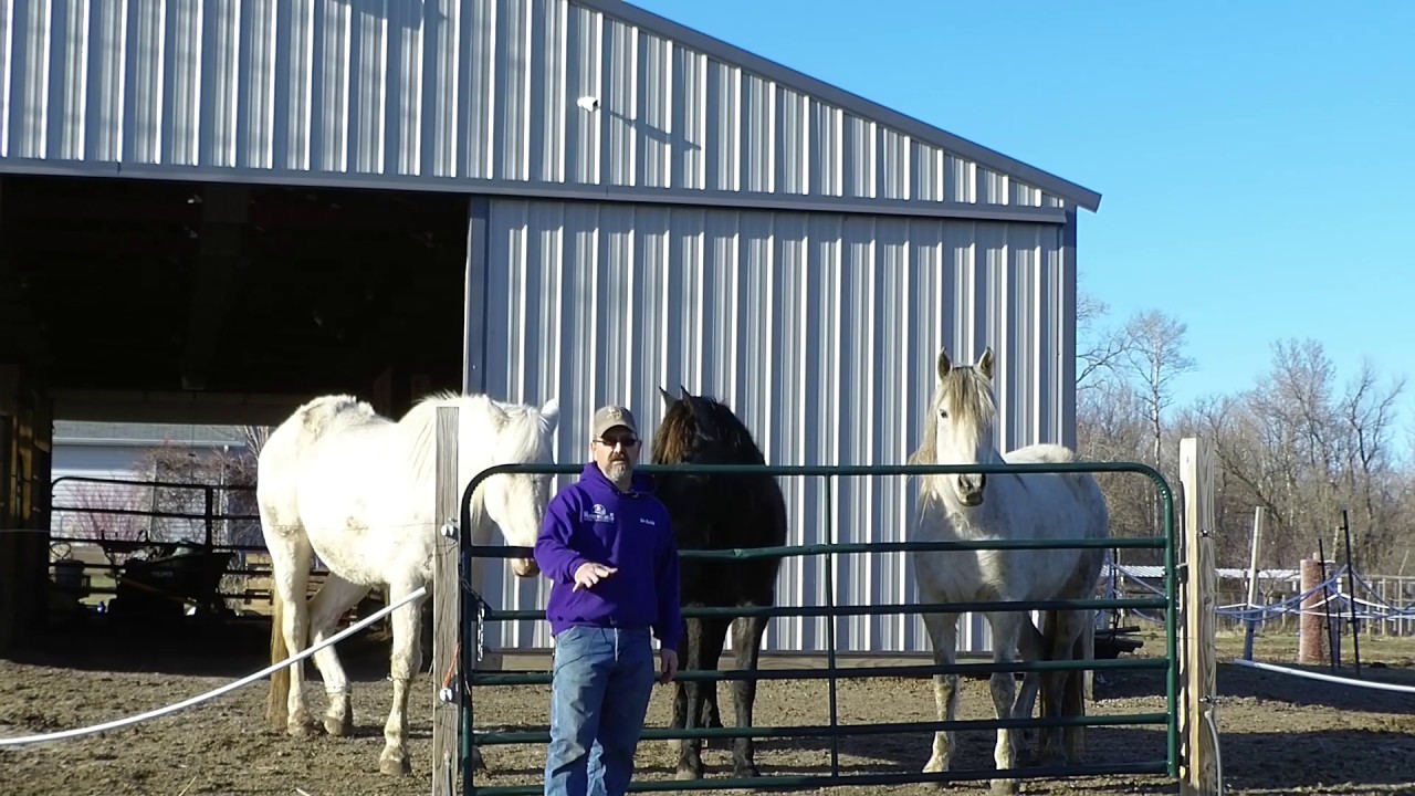 Equine Chiropractic- Kissing Spines- Behavioral or Physical? Day 1