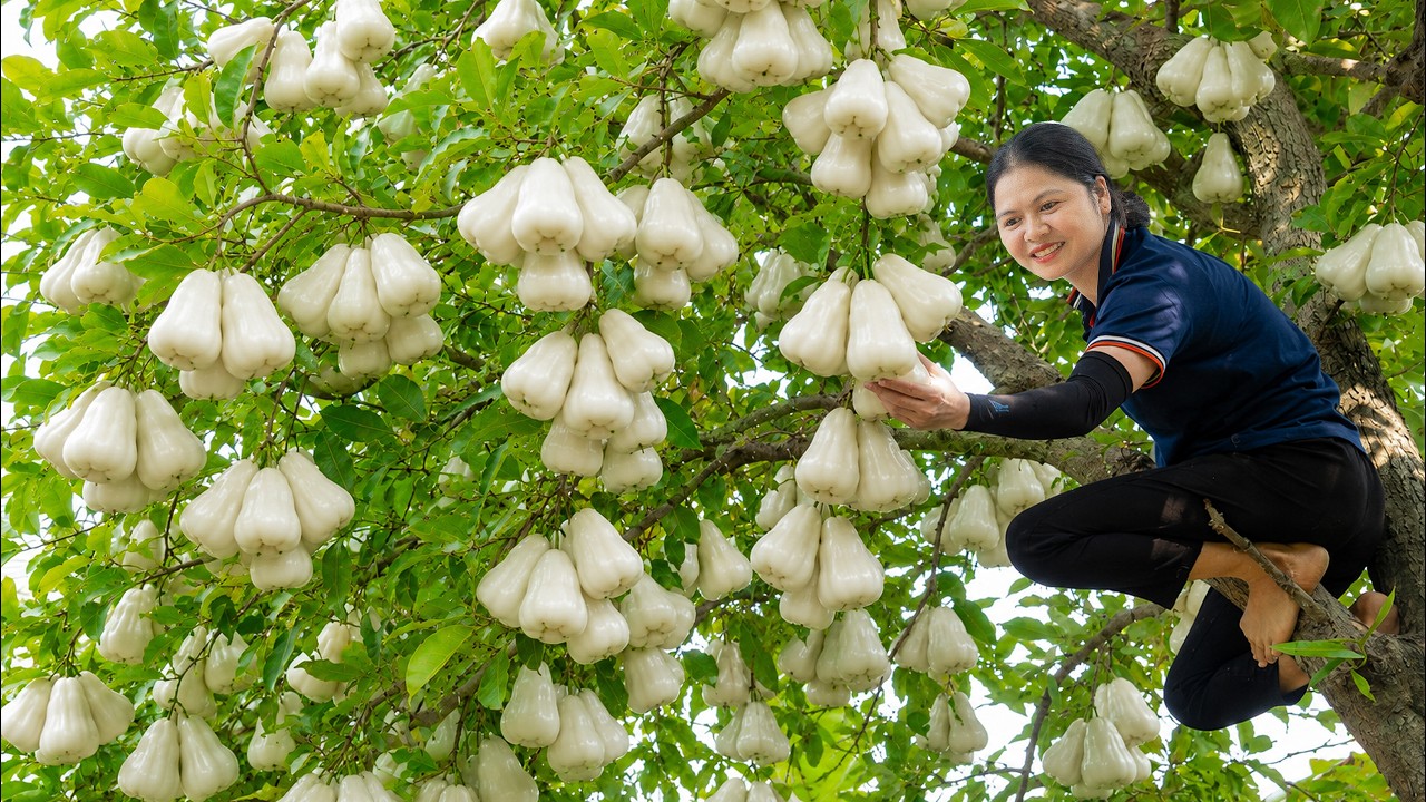 Harvesting Rare White Rose Apples for Market | Climbing Tall Trees for the Season&rsquo;s Final Harvest