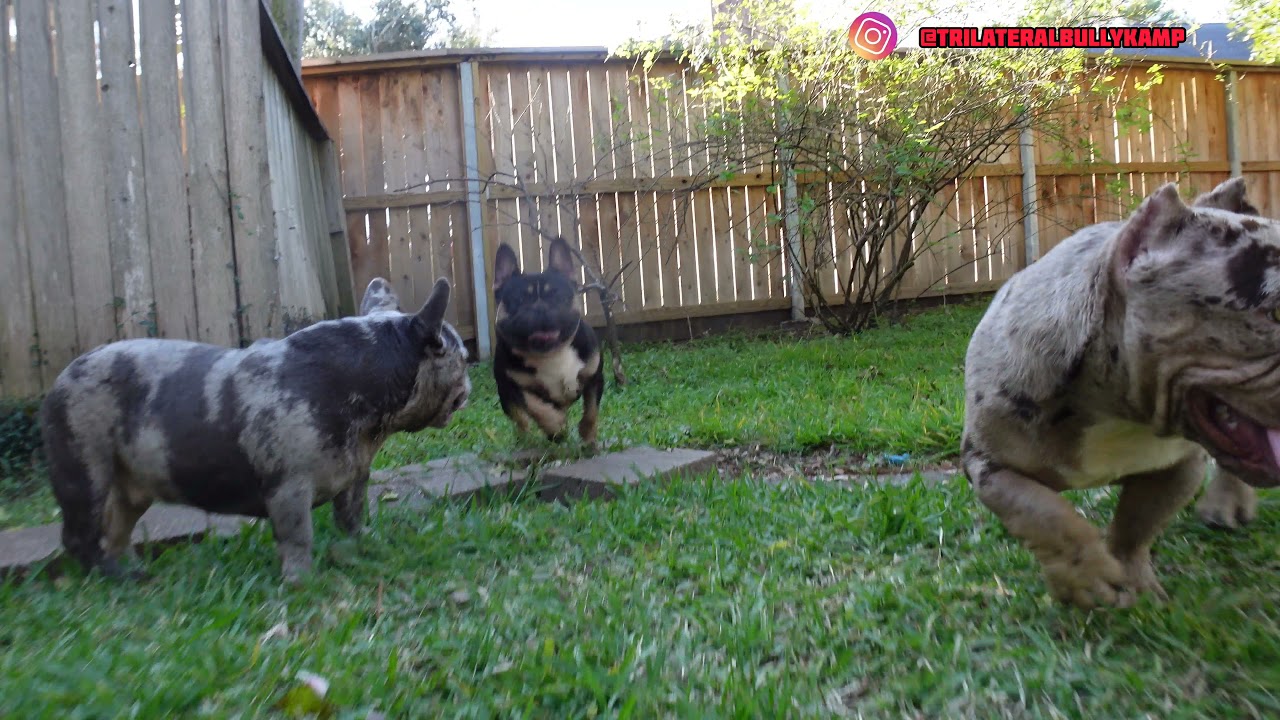 TBK Wes x French Bulldogs