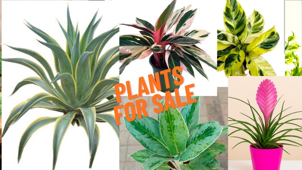 Plants for sale#indoorplants #gardenplants #gardening #sales #plantsale 