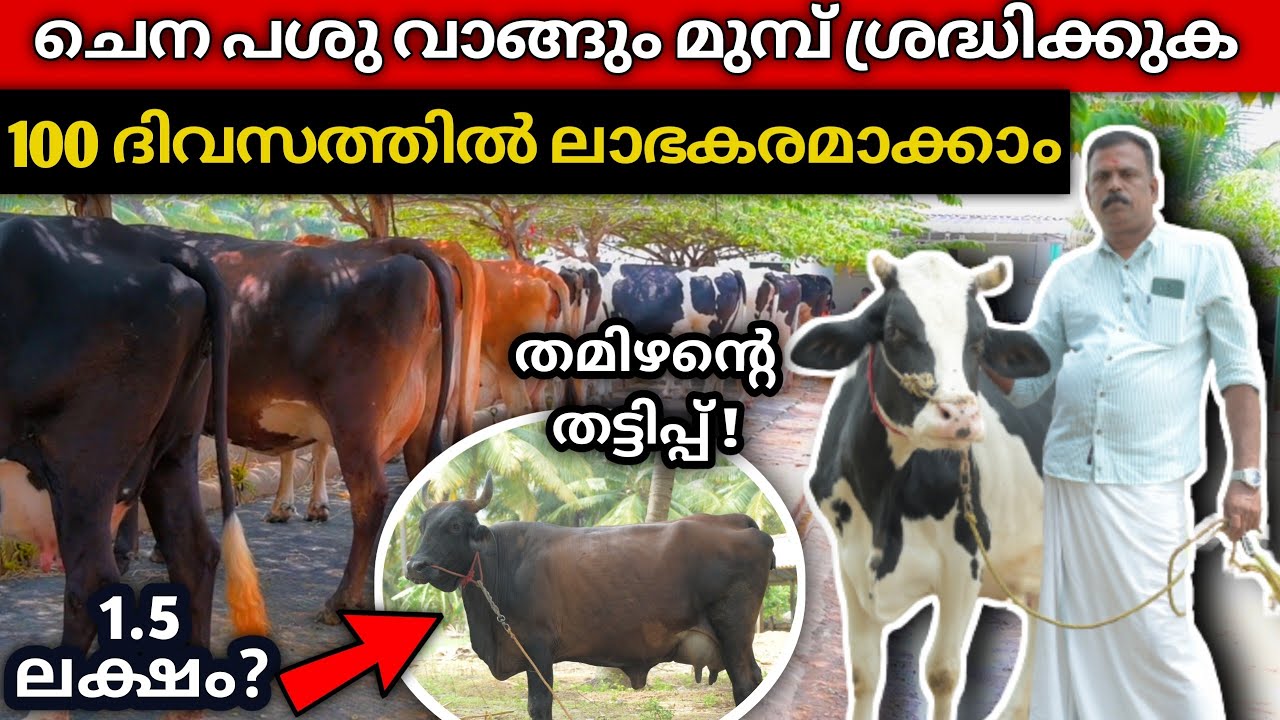 കറന്നു നോക്കി പശു വാങ്ങാം| എങ്ങനെ നല്ല പശുക്കളെ വാങ്ങാം?