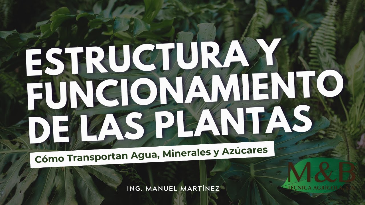 Transporte de Agua y Nutrientes en Plantas: Xilema, Floema y Función Vascular Explicada