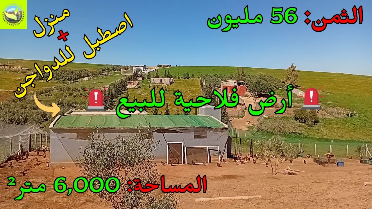 للبيع أرض فلاحية بمساحة 6.000 متر² بمنطقة قبليين قرب الخميسات تضم منزل وبئر مجهز وأشجار زيتون 🌿