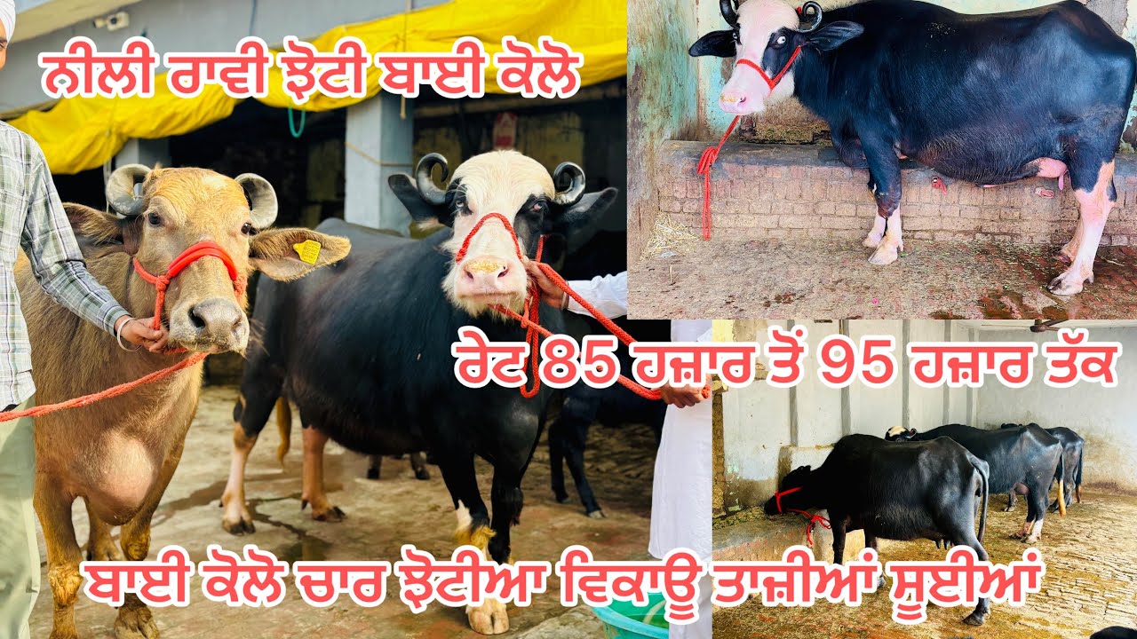 13 ਫ਼ਰਵਰੀ 2026📞9872236960👉 ਨੀਲੀ ਰਾਵੀ ਝੋਟੀ 20ਕਿੱਲੋ ਵਾਲੀ #cow #farming #colonelkkjϟ 