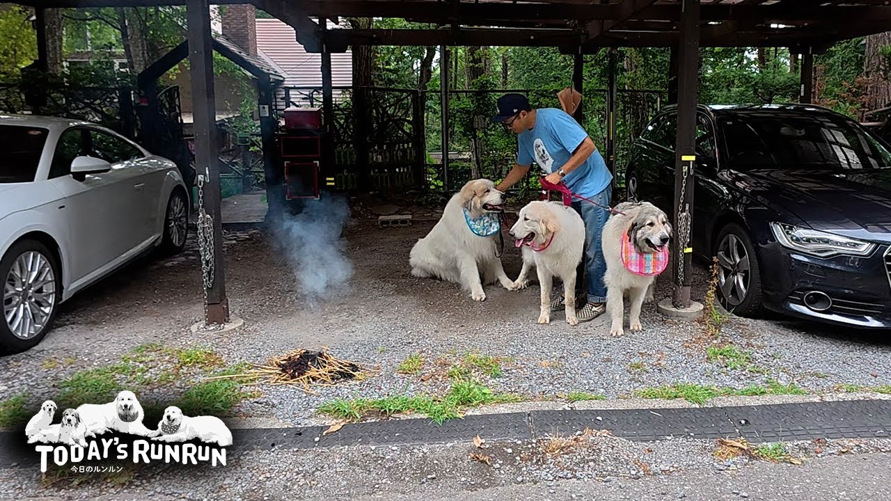 お盆の迎え火を焚いてルンルンをお迎えしたアランとベルとリリーです　Great Pyrenees　グレートピレニーズ