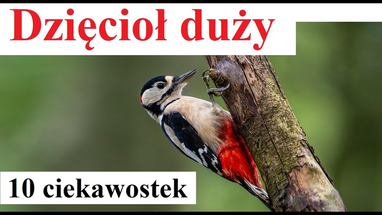 Dzięcioł duży - 10 ciekawostek