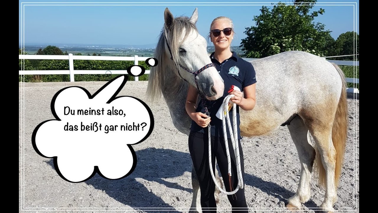 Junges Pferd hat Angst vor Sprühflasche/Fliegenspray