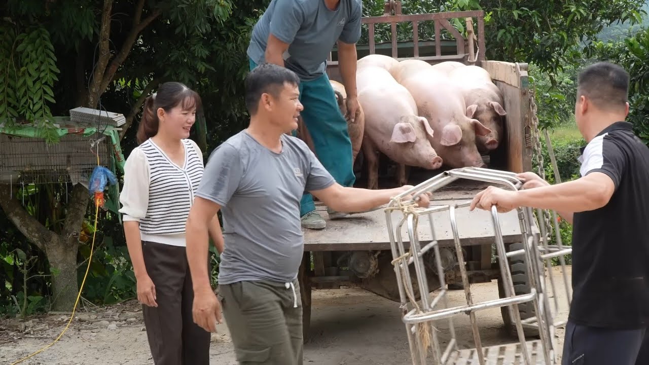 After African swine fever, pig farmers hope pork prices will increase. Ep 390 )