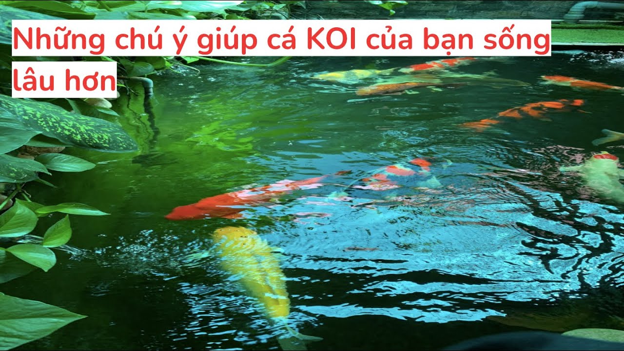 Những chú ý giúp cá KOI của bạn sống lâu hơn