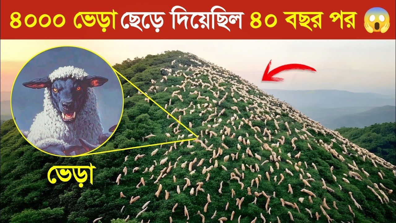 ৪০০০ ভেড়া VS ৪০ বছর কি হবে..? 😱 || ভেড়া পালনের কৌশল | Amazing Fact's about sheep 🐑