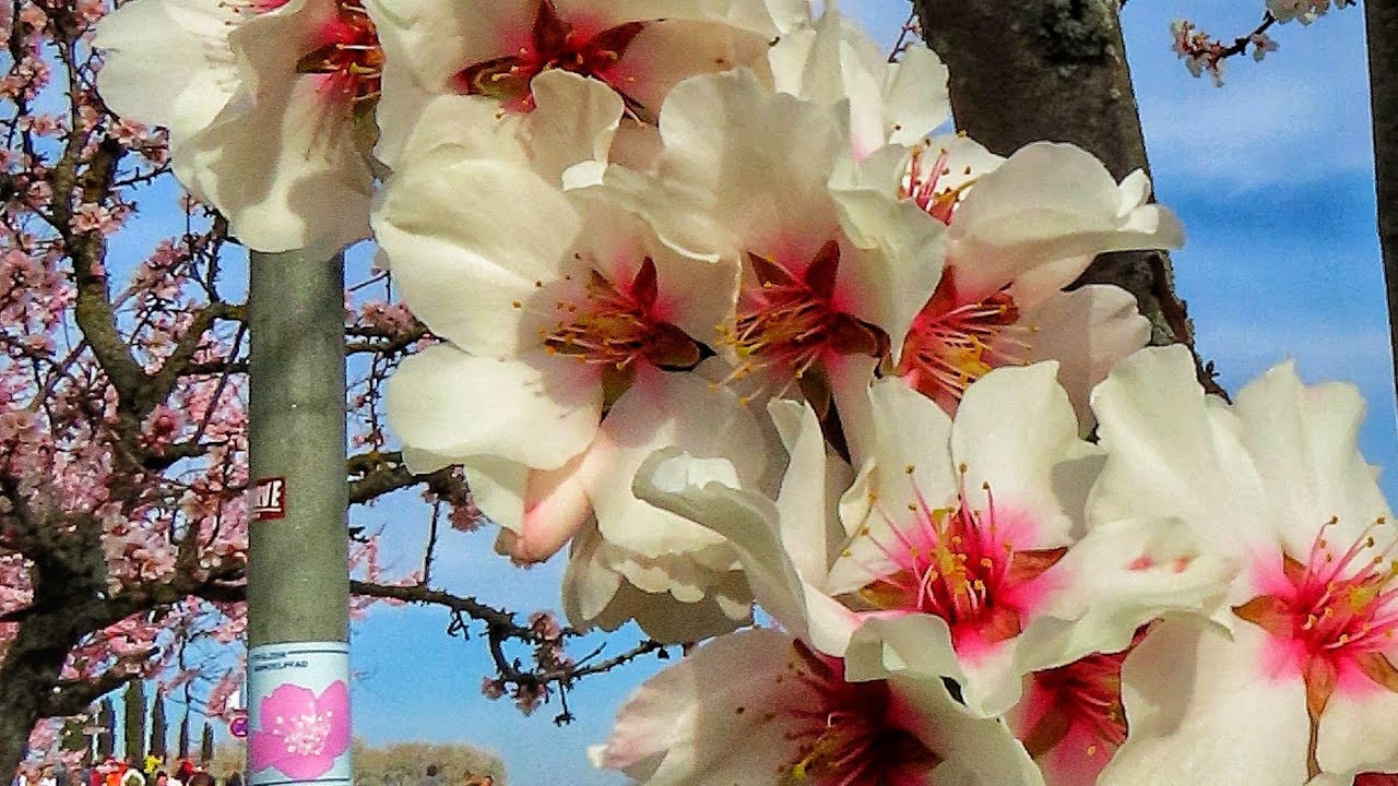 Almond Blossom Festival at the German Wine Route - 