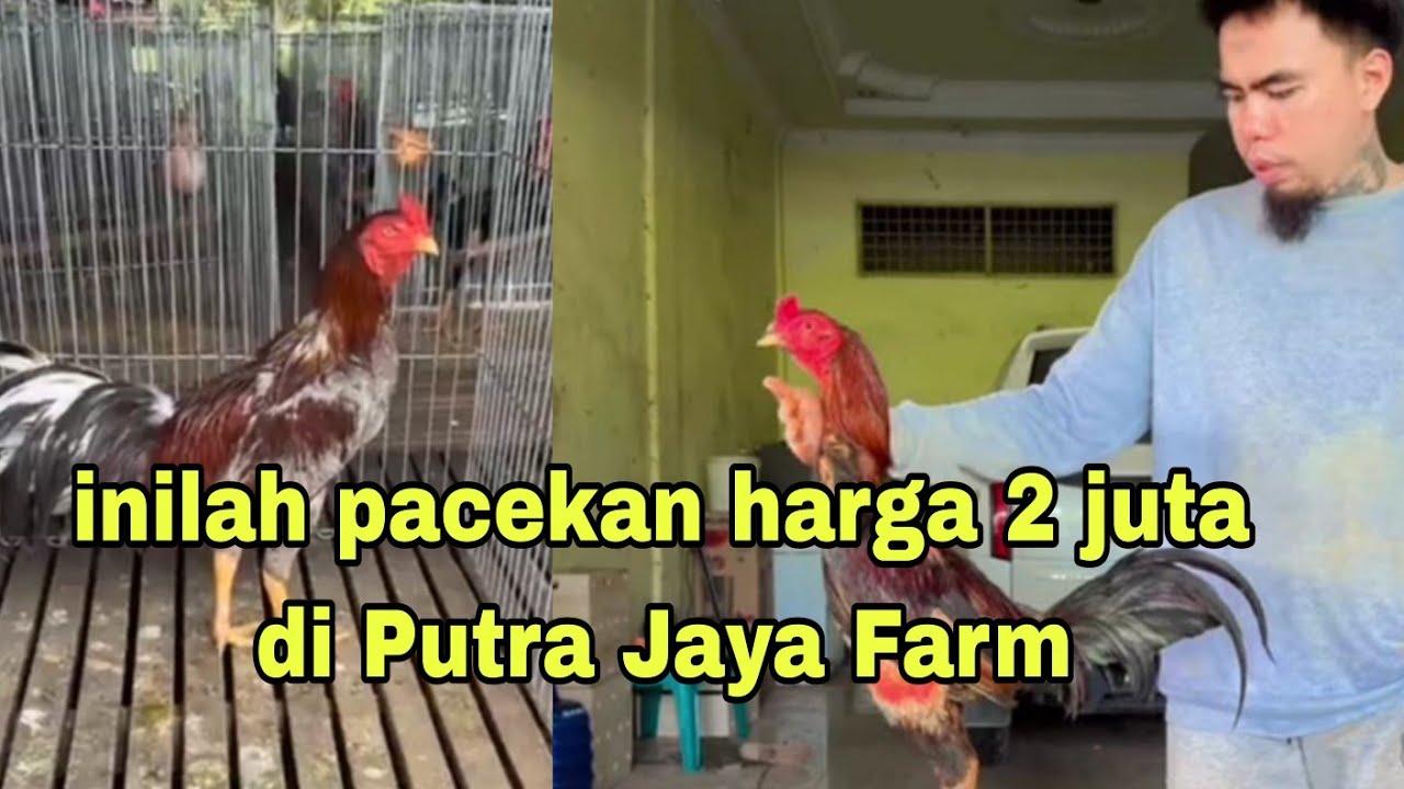 🔴Live... Pacekan harga 2 juta Putra Jaya Farm