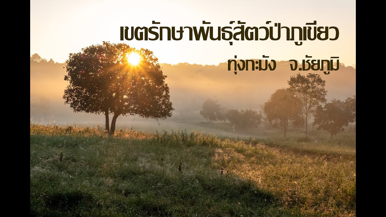 รีวิวลานกางเต็นท์เขตรักษาพันธุ์สัตว์ป่าภูเขียว (ทุ่งกะมัง)