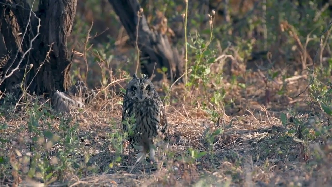 Meet the majestic short-eared owl, a master of open grasslands and marshes! 🦉✨