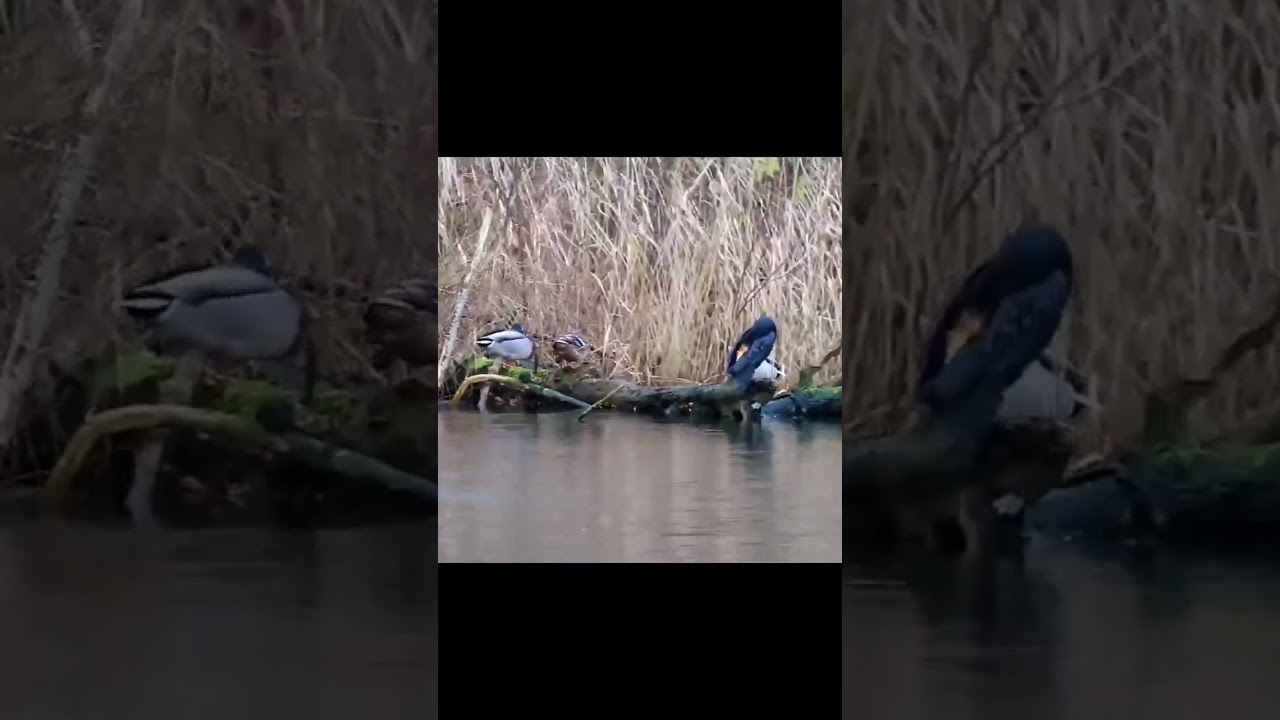 #natuurpark #watervogels