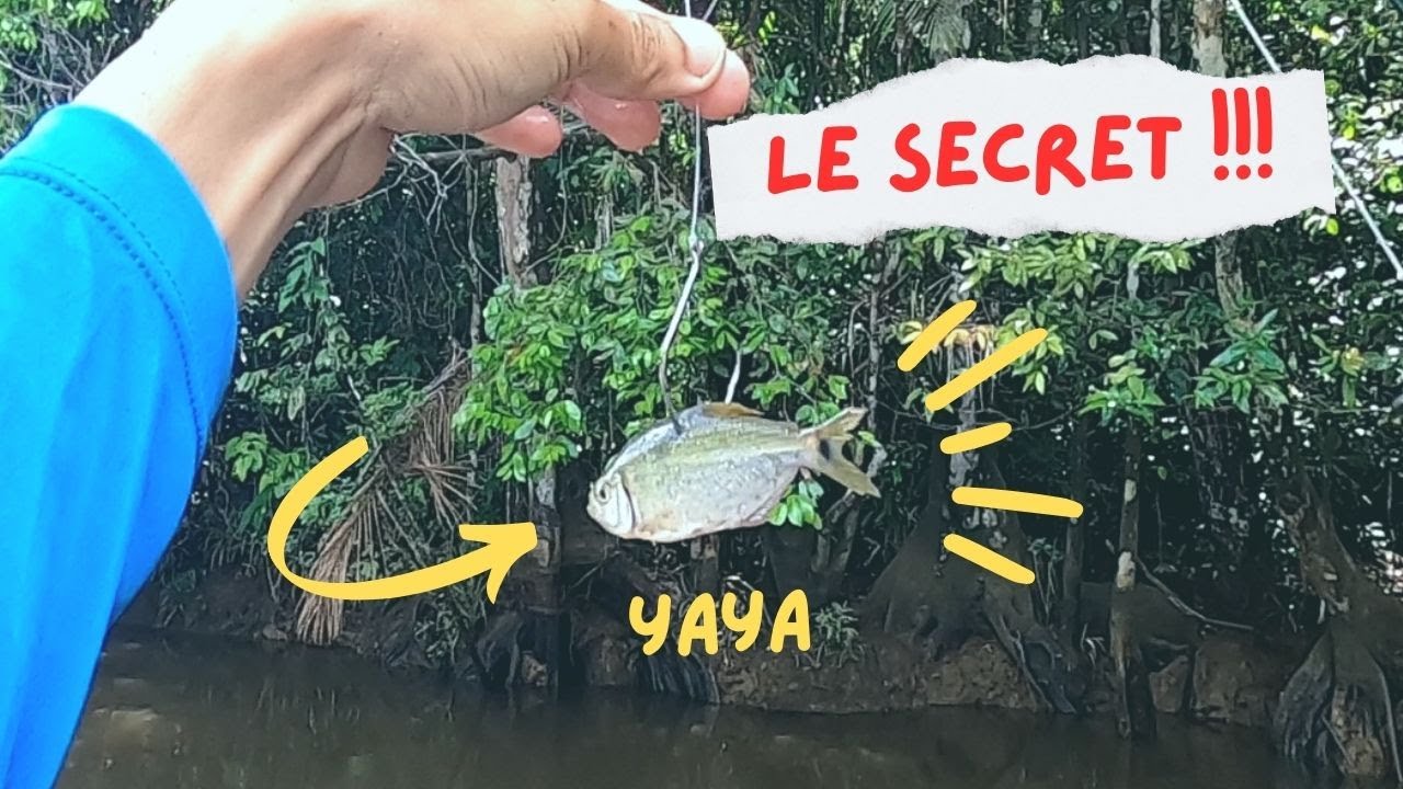 Pêche Guyane - Acoupa Rivière au vif