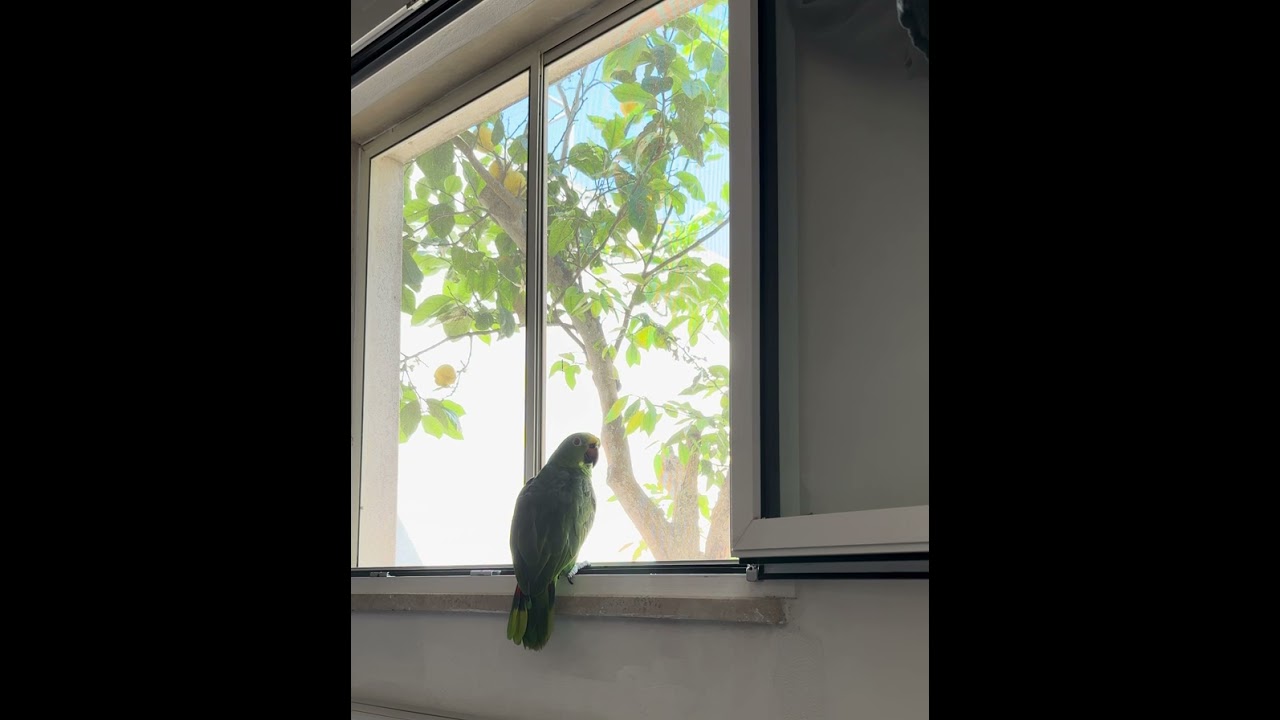 UN MIRTILLO PARROT DA OSCAR, SCENEGGIATA STRAPPALACRIME #mirtilloparrot  #pappagalloparlante #parrot