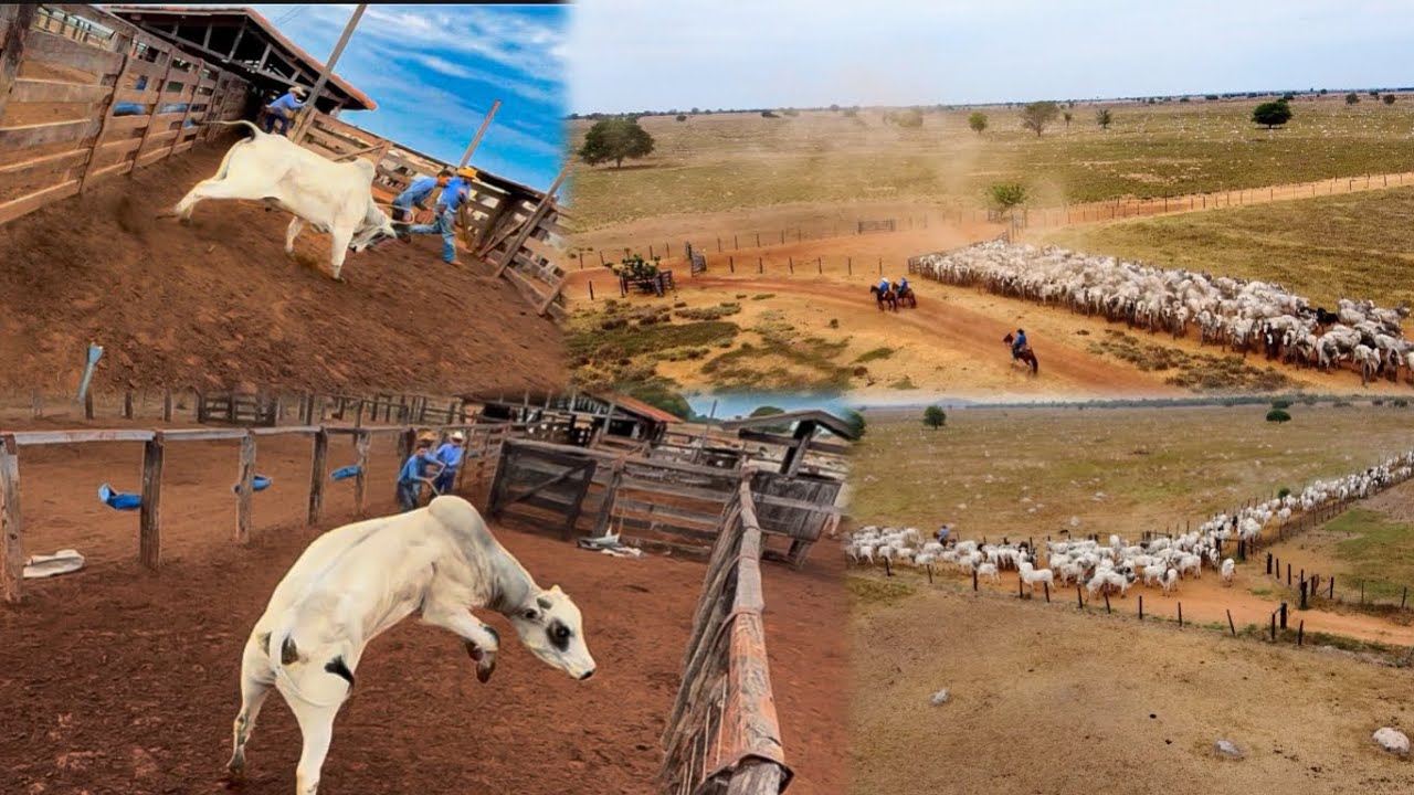 Começando a vacina de 7 mil cabeças de gado .