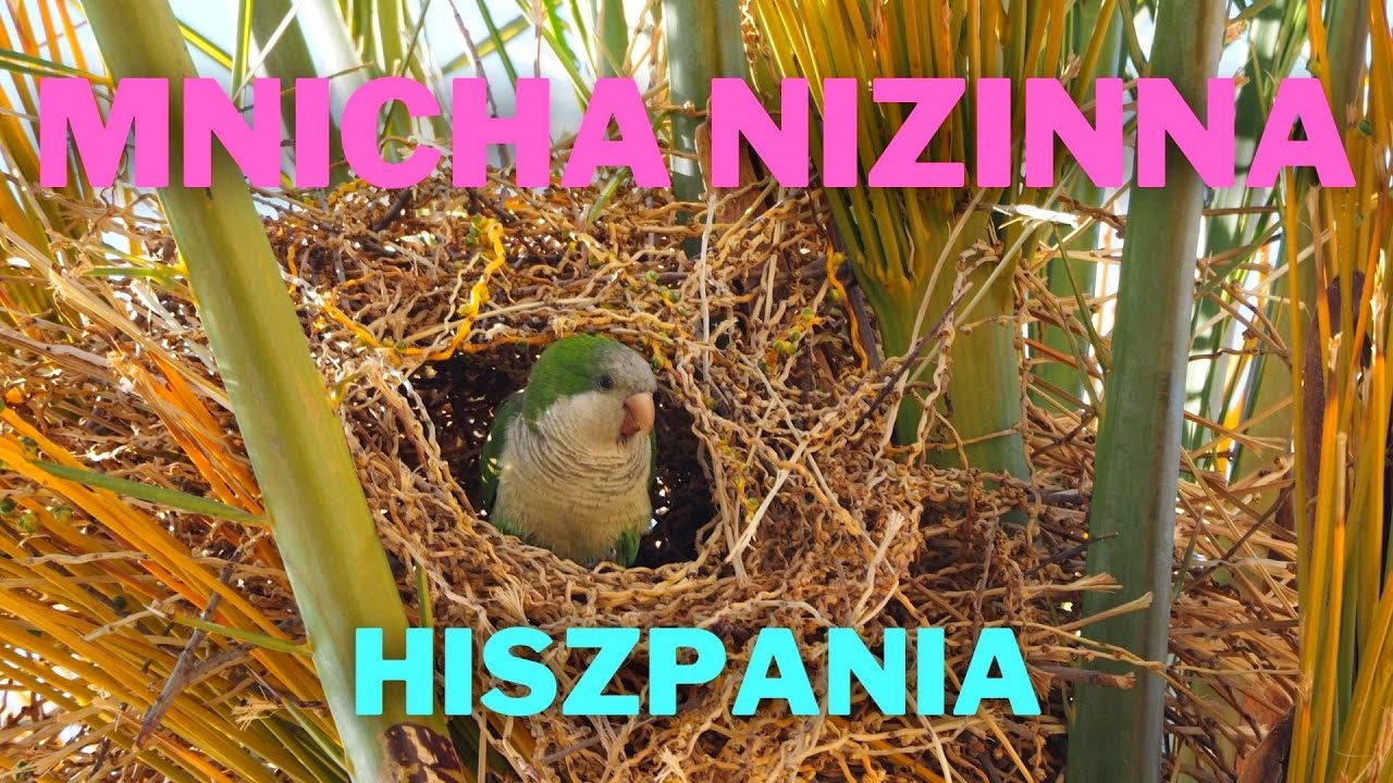 Mnicha nizinna