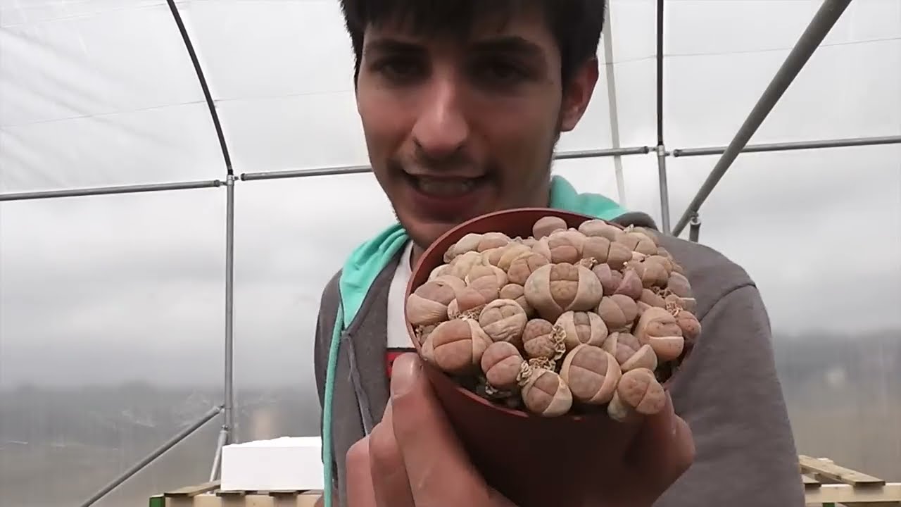 LITHOPS: más sobre las plantas piedra