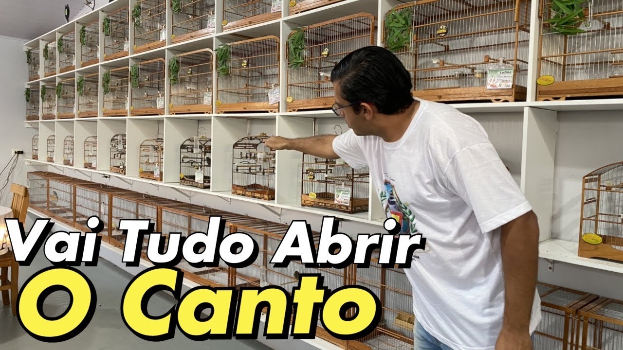 COMO ESTOURAR- ABRIR O CANTO DO COLEIRO NO TU&Iacute;-TU&Iacute; ZEL ZEL