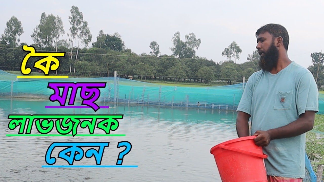 কৈ মাছ কেন লাভজনক? সহজ পদ্ধতিতে মাছ চাষ। রুবেল মিয়া। Mach Bari