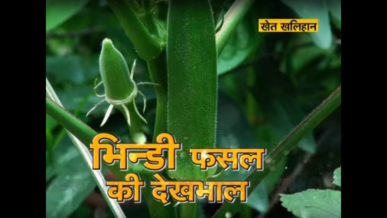 Khet Khalihaan - भिंडी फसल की देखभाल