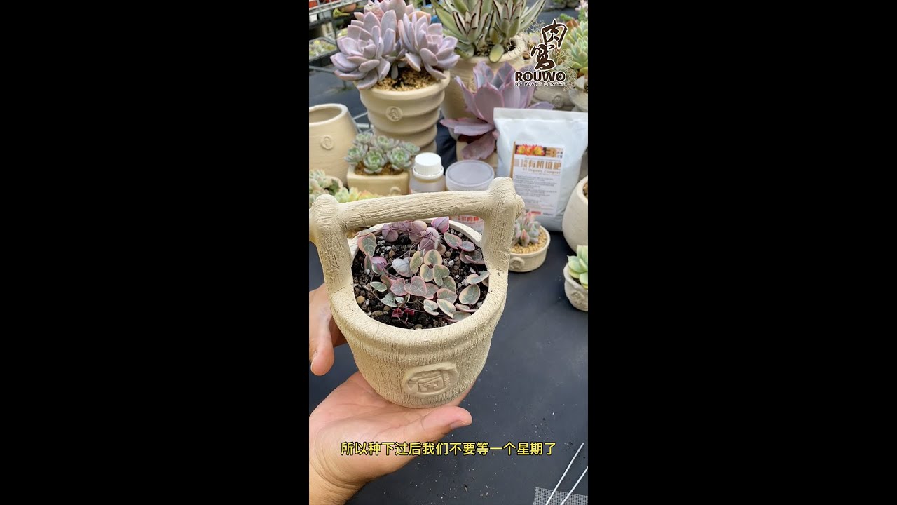 用肉窝的方式种[爱之蔓锦]适合马来西亚的气候哦
