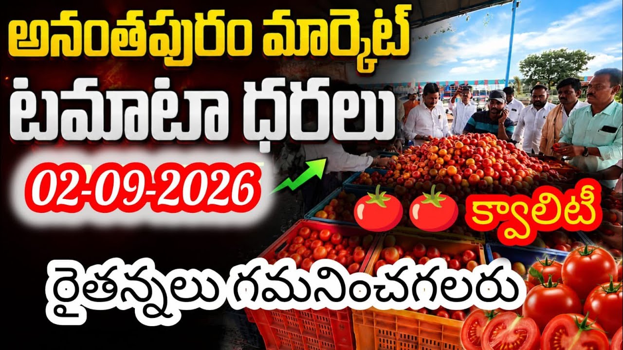 Anantapur Market Tomato Prices / #todaytomatostock #todaytomatomarketrates #todaytomatoprices