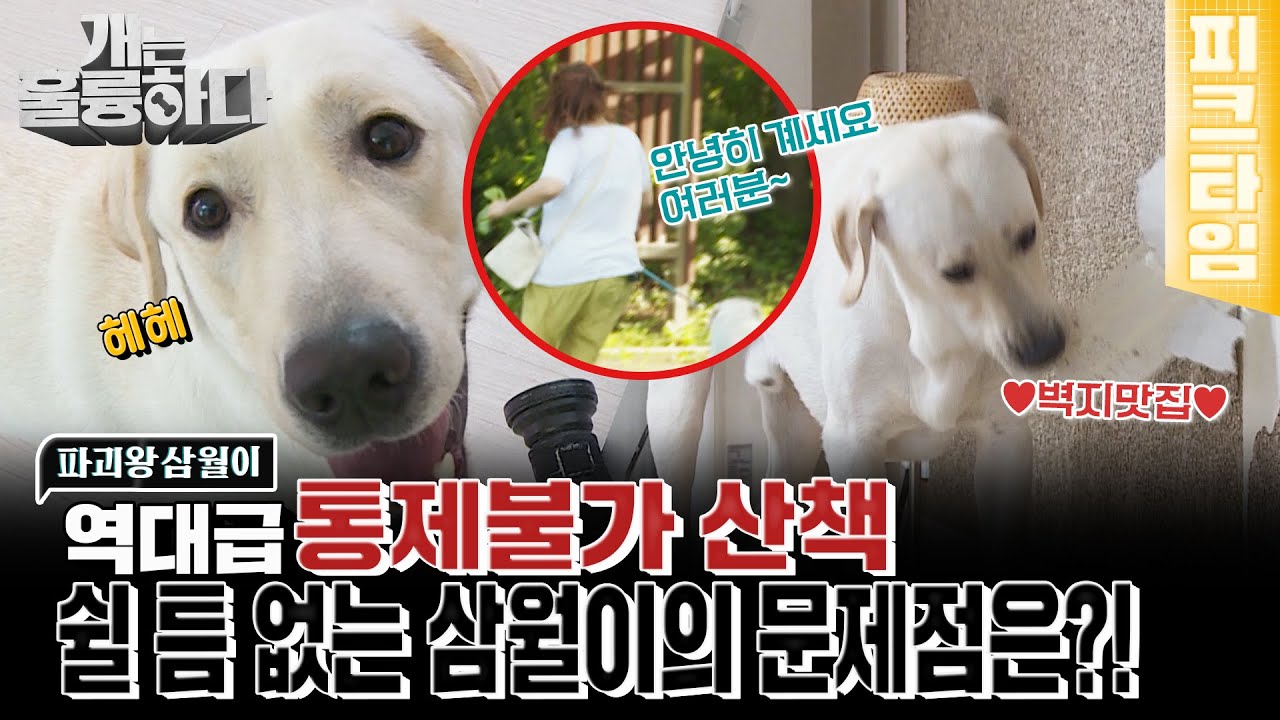 [#피크타임] 천사 같은 얼굴의 파괴왕💥 두 얼굴의 래브라도레트리버 삼월이 | #개는훌륭하다 | KBS 220926 방송