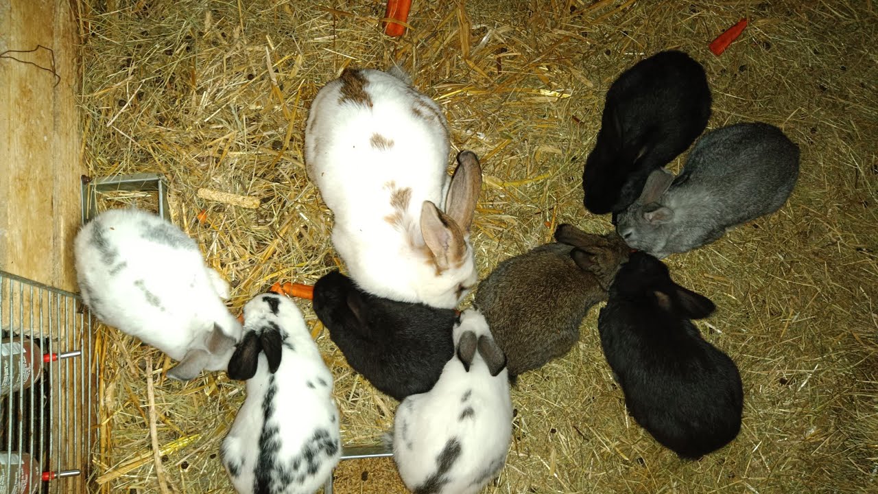 Marchewka dla królików 🥕 / Co ile ją podaje?