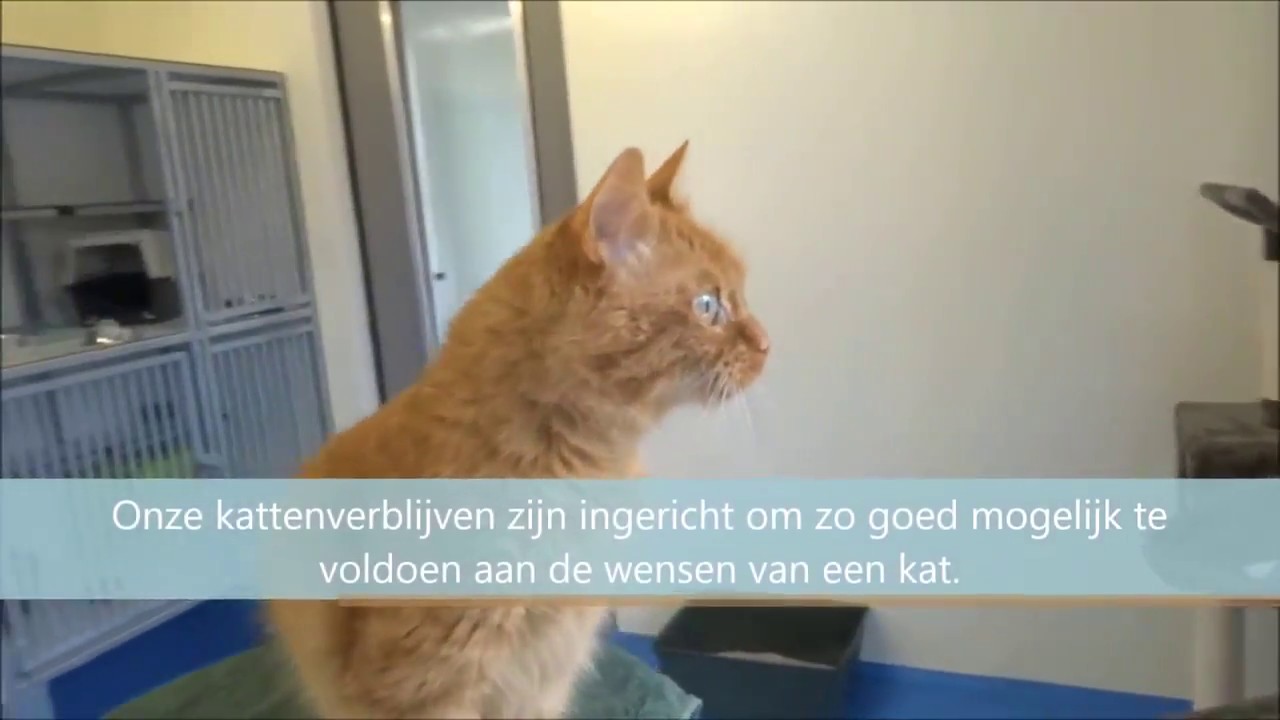 Impressie Dierenpension Bed & Brok