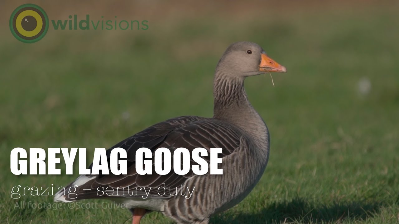 Greylag Goose - Anser anser - grazing and sentry duty