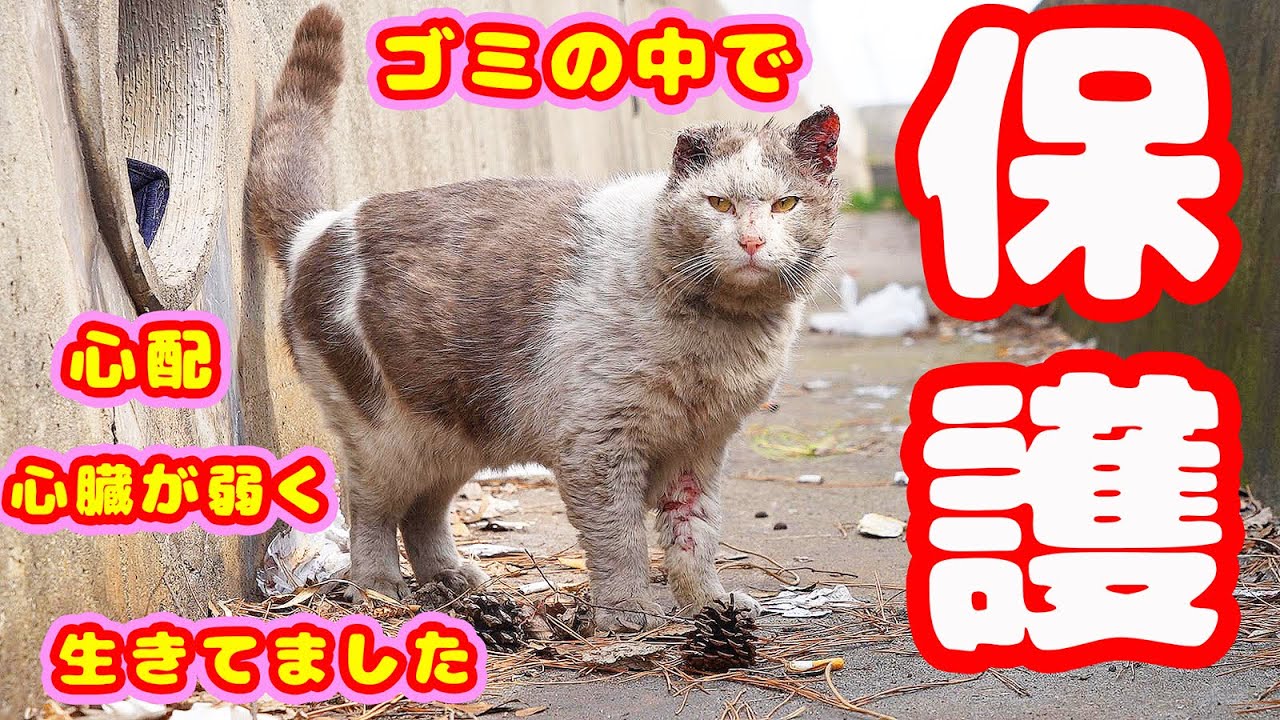 【子猫 保護】と【野良猫 保護】捨てられたゴミの中で必死に生き抜きました。無事保護したら優しい猫で別に保護した子猫を兄弟みたいに可愛がります。経過報告