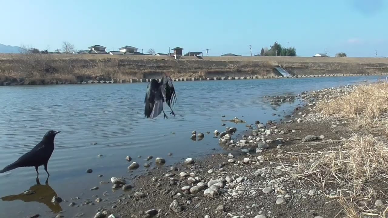 Y0152　Oita River　Strong Wind　A couple of Common Goldeneye flying upstream　MON and AOI (Carrion Crow)