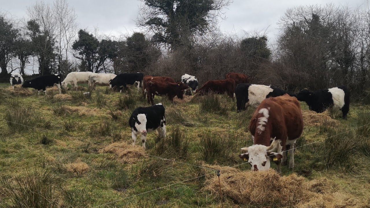 Taking advantage of the dry settled weather. Going into high density mob grazing mode. 💪