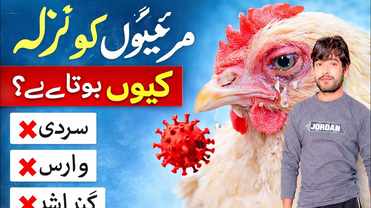 بروائلر کی عام بیماریاں اور علاج | نزلہ مکمل علاجBroiler ki Aam Bimariyan aur Ilaj | Nazla Complete 