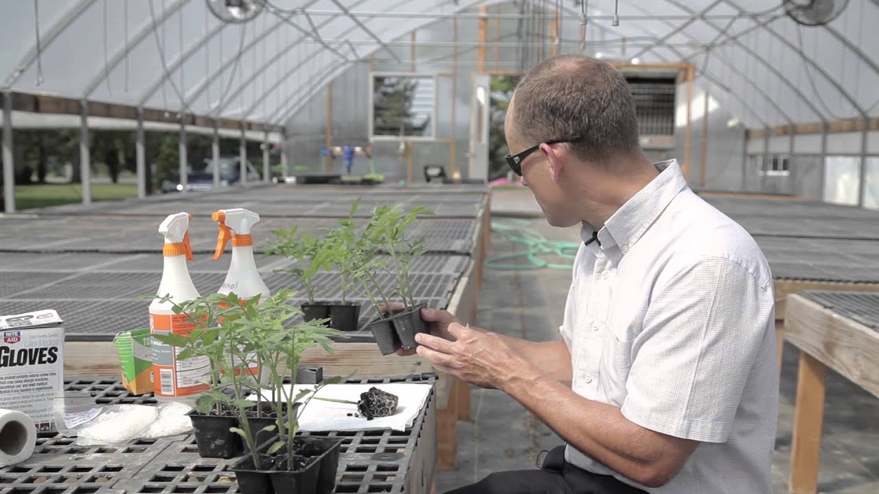 Cornell Vegetable Program: How to Graft Tomatoes