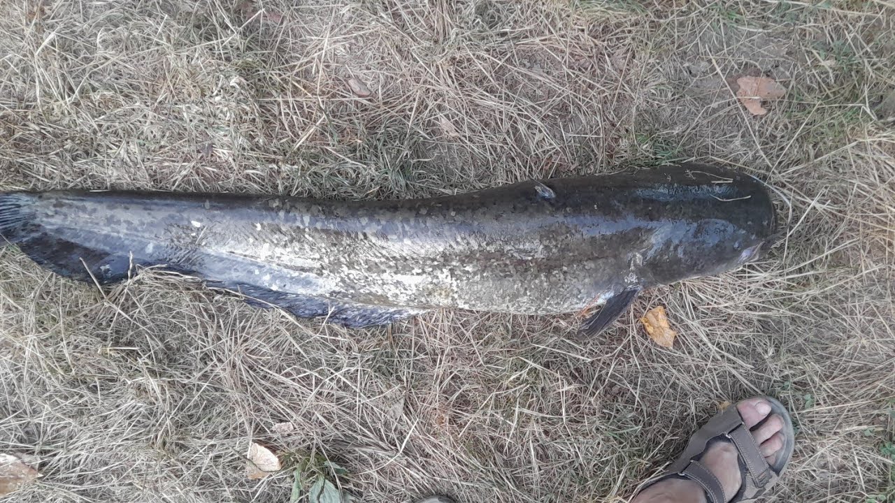 Horgászat sütnivaló halakra! Jászsági, Tisza! River Fishing!Amazing FHD !