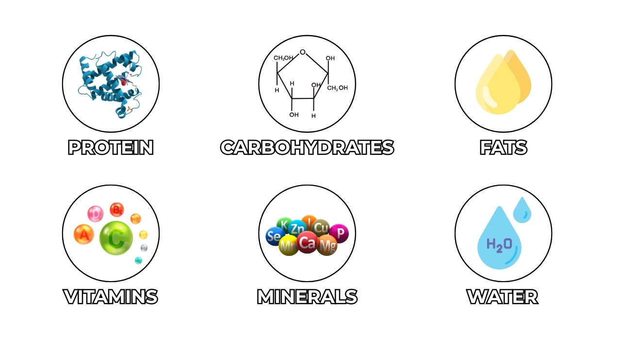 The Only Nutrients You Actually Need to Survive Explained in 11 Minutes