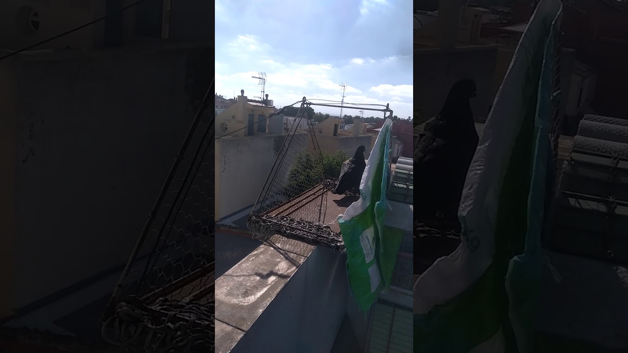 Buchones Baleares, diferenciando una línea de otra