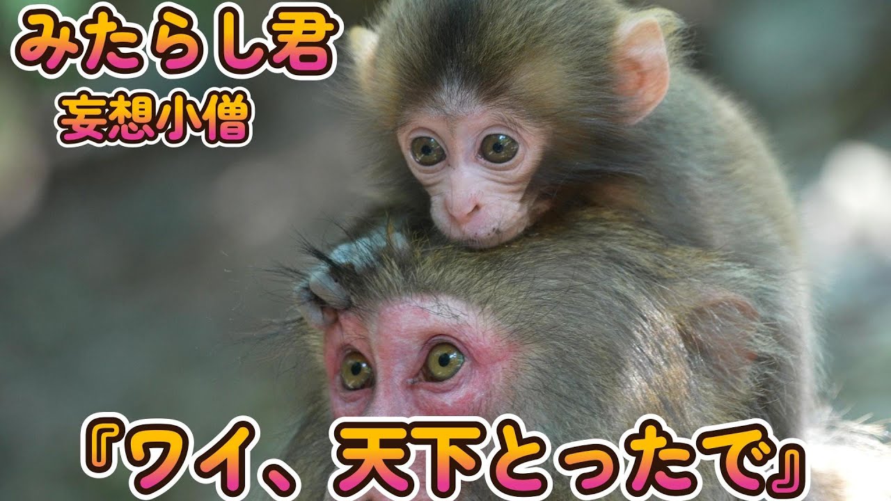 【赤ちゃん・ニホンザル・４K動画】『ワイ、天下とったで。楽勝やわ。』