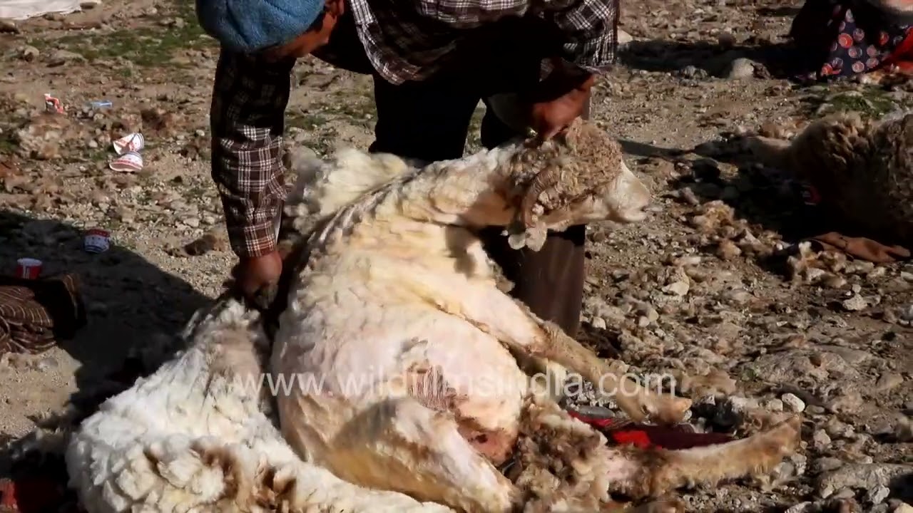 Shearing a sheep in Uttarakhand | Time-Lapse of Himalayan rural life