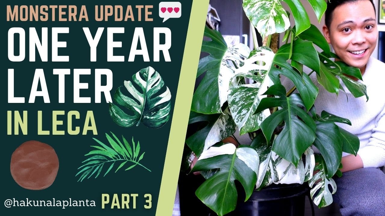 Plants I Switched to LECA 🤩 Variegated Monstera Thai Constellation & Monstera Albo 💚 ONE YEAR LATER