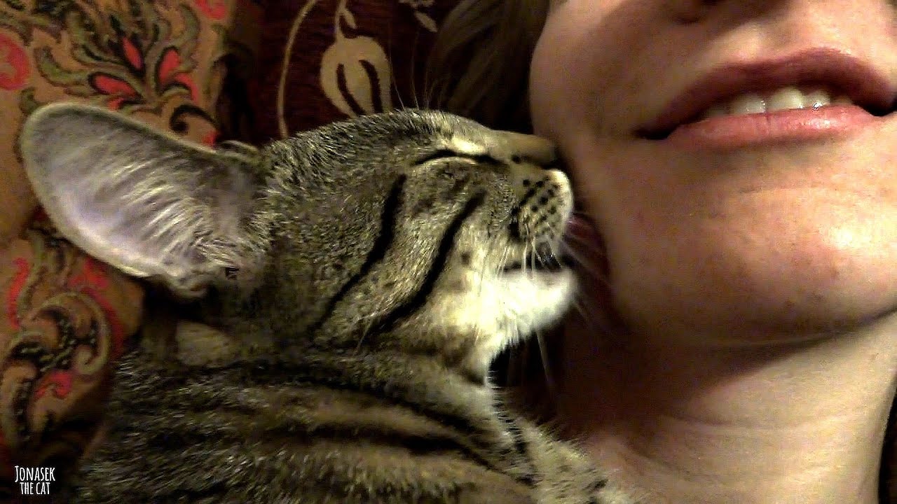 Kitten kisses / licks his human