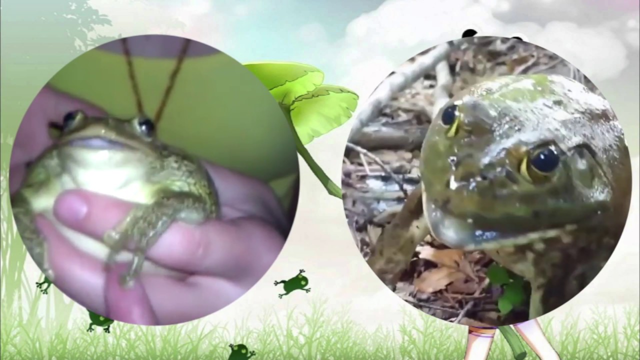 Frogs singing Native Faith
