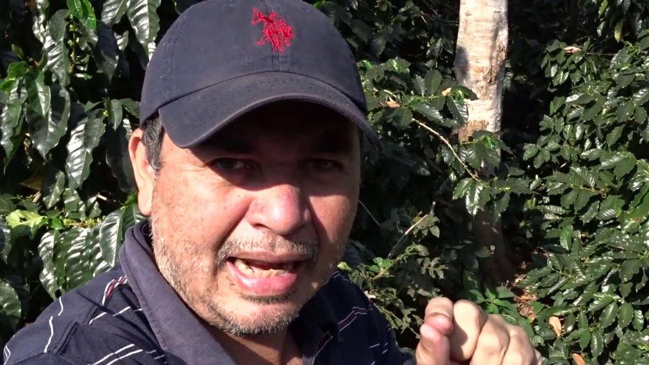 Poda Programada y poda calavera cual escoger para tu finca